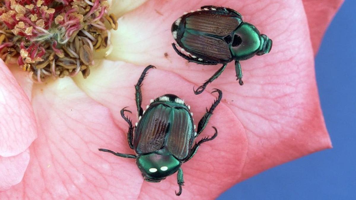 Japanese beetles have become a more common pest in recent years.