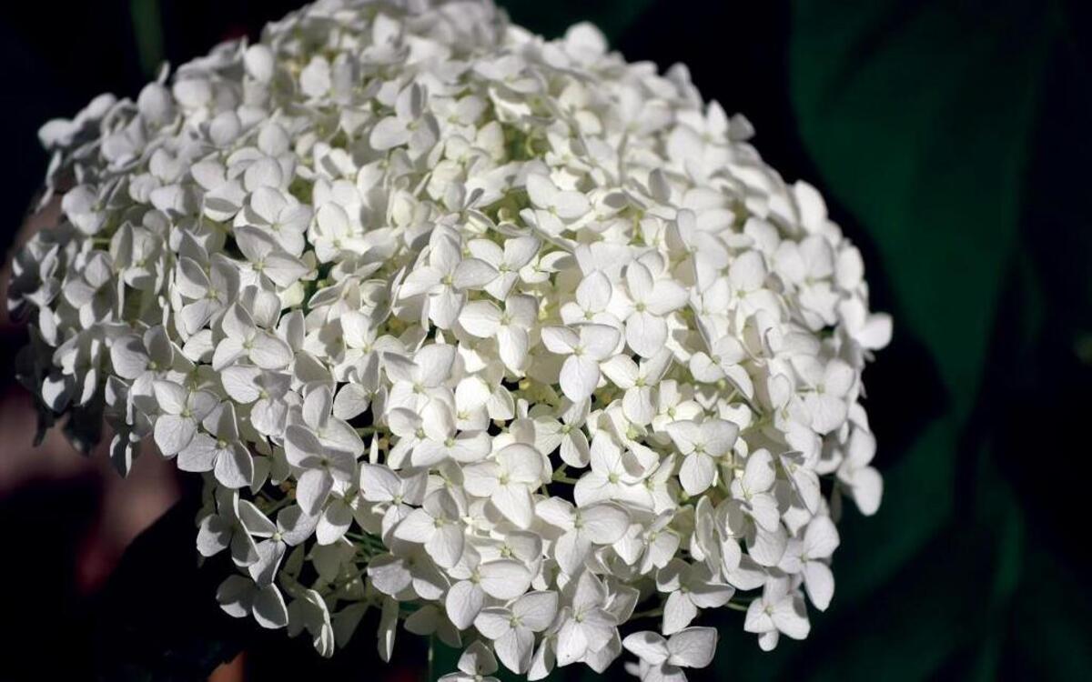 Smooth hydrangeas are just now coming into bloom in Kansas City. The Annabelle variety has flowers that grow up to six inches or more and will remain attractive through fall.