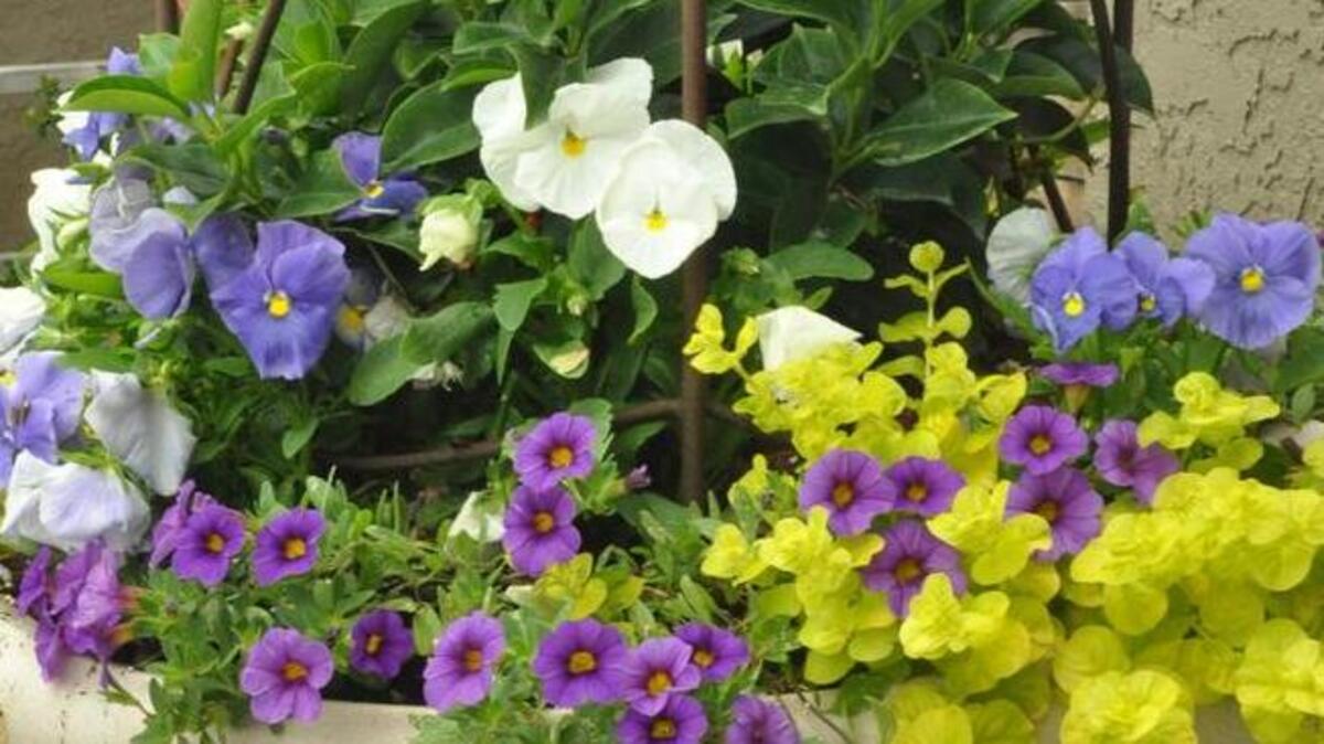 With a little extra care, your pots can look spring-time fresh despite summer’s hot, dry weather.