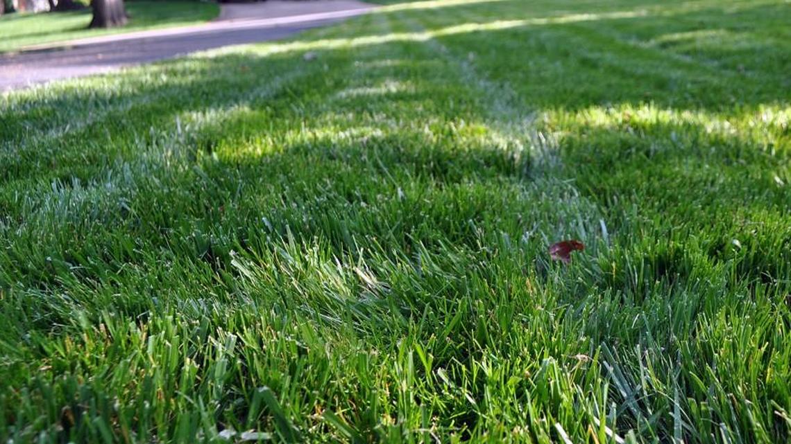 A healthy covering of turf will prevent soil erosion and runoff.