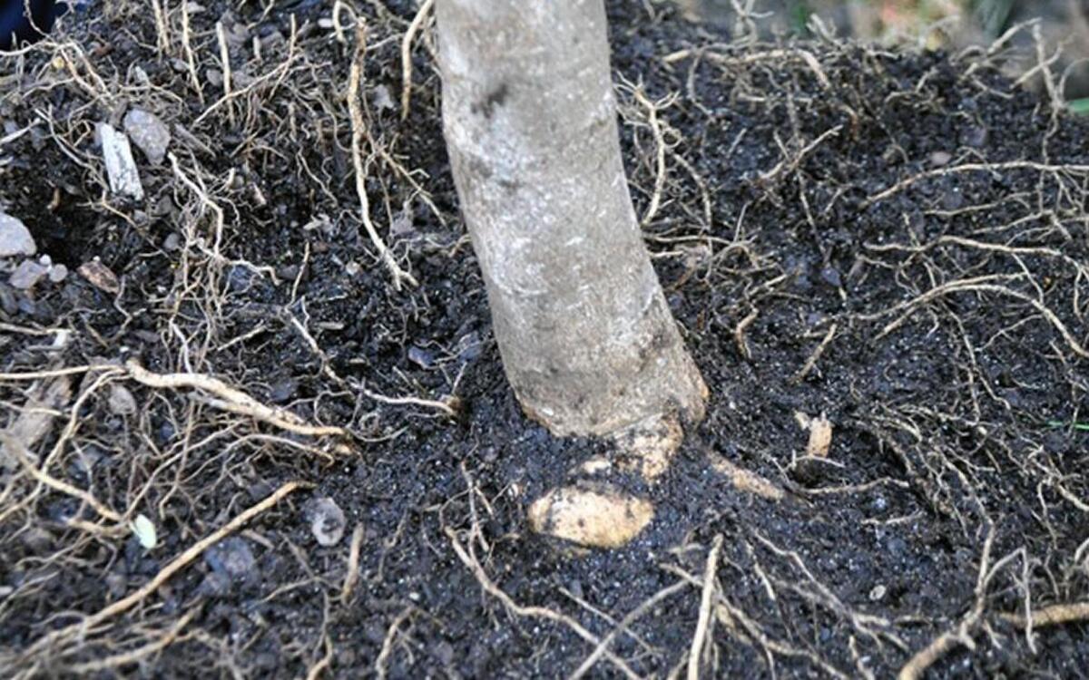 Planting a tree.