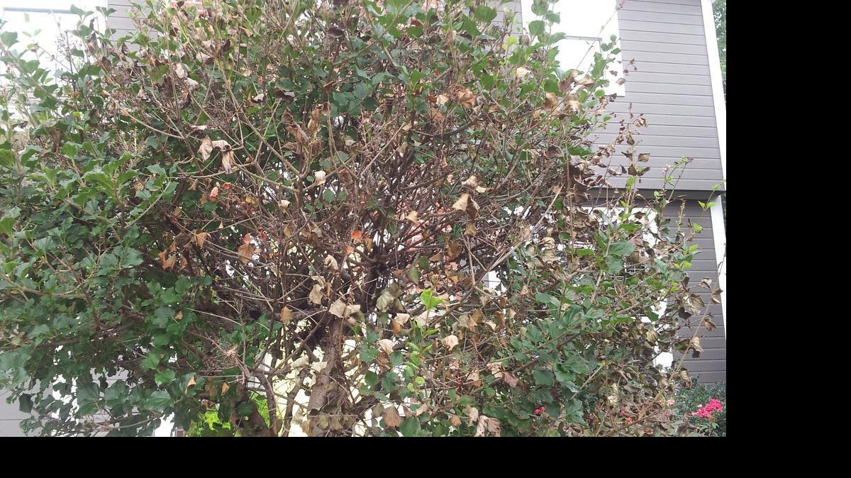 
Lilac tree in trouble.
