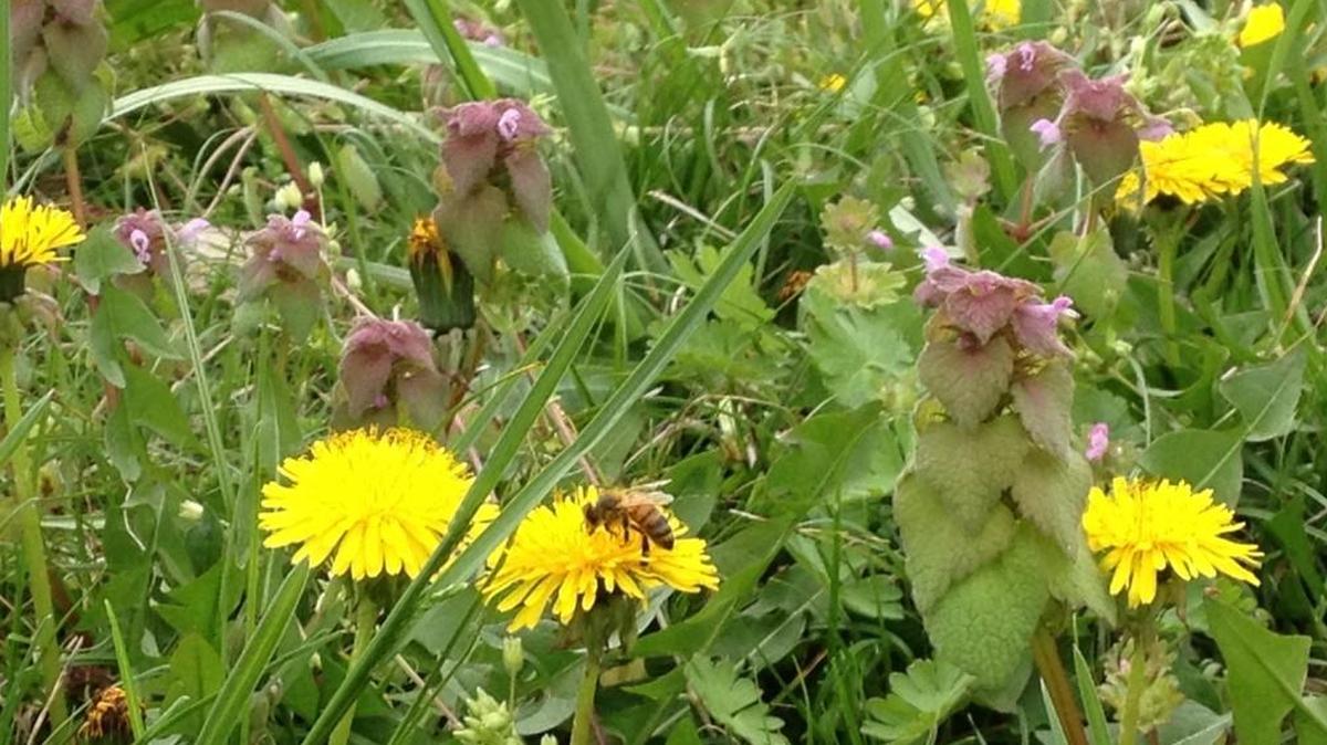 Weeds like dandelions and henbit put down roots in fall.
