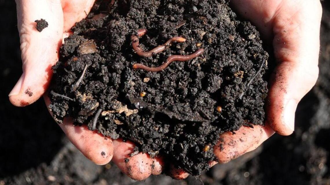 Topsoil vs. potting mix: Choosing the right soil for your plants