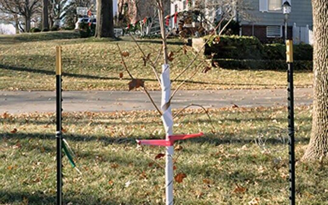 A staked tree.