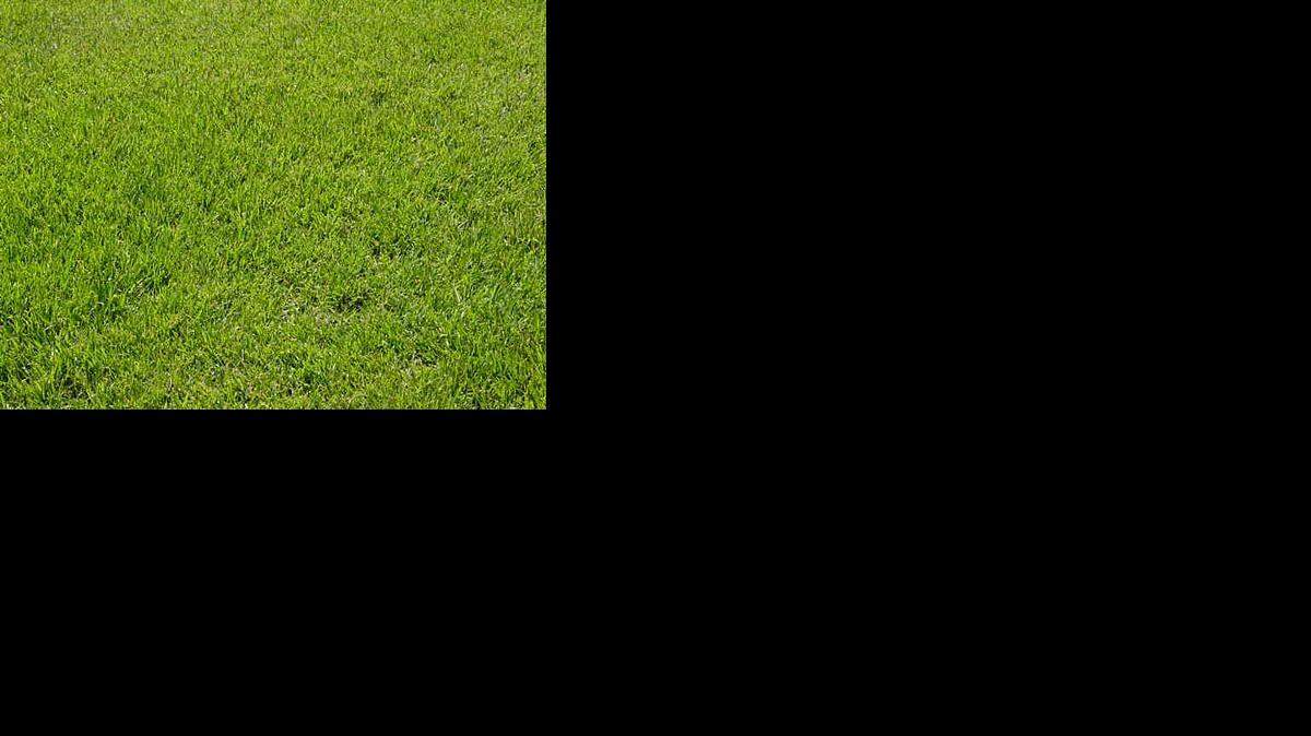 
Tall fescue
