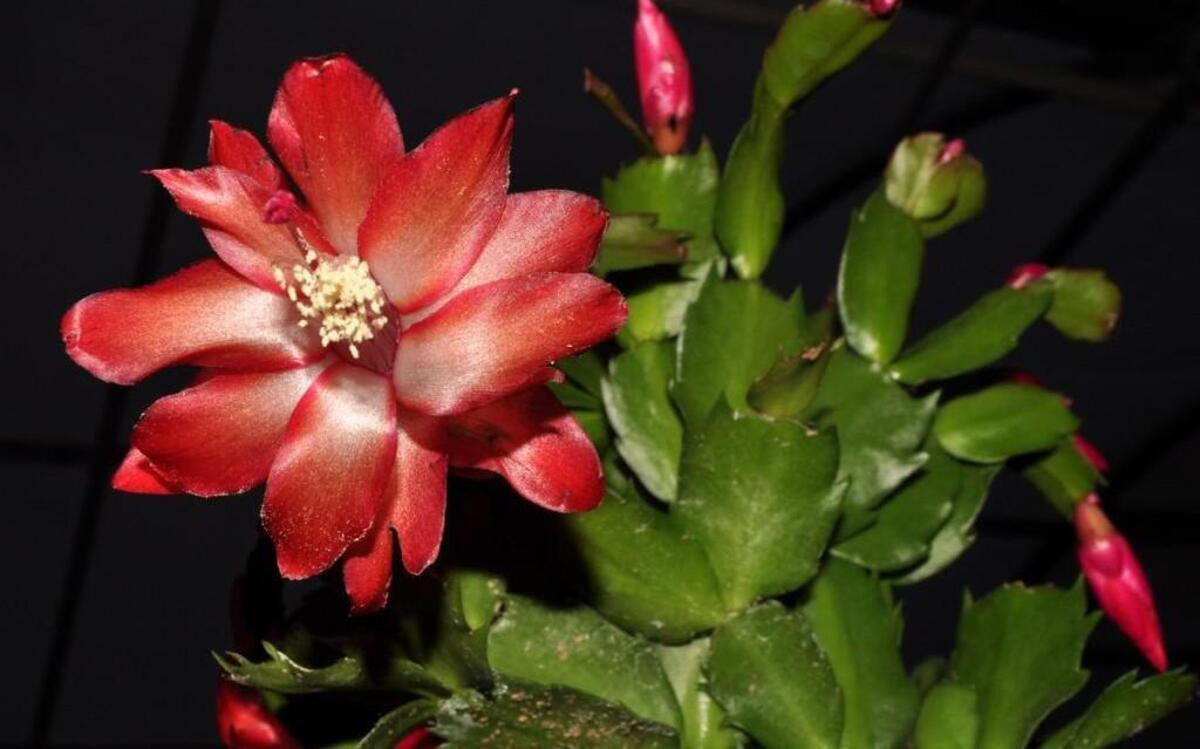 Red Christmas cactus