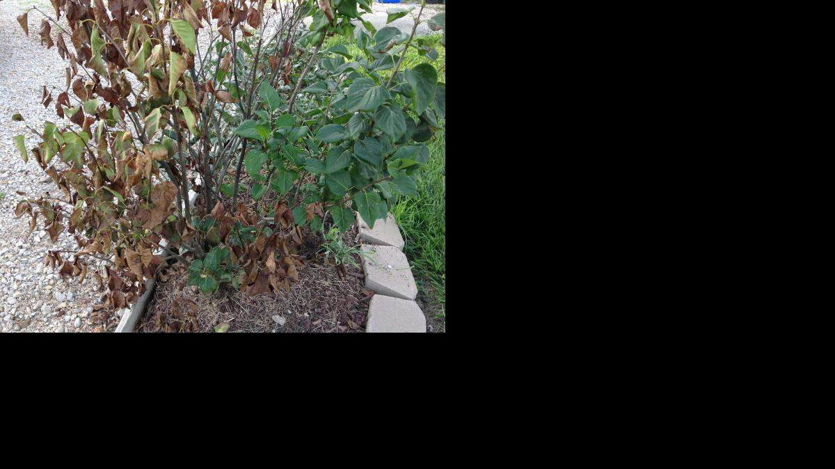 
Lilac bush.
