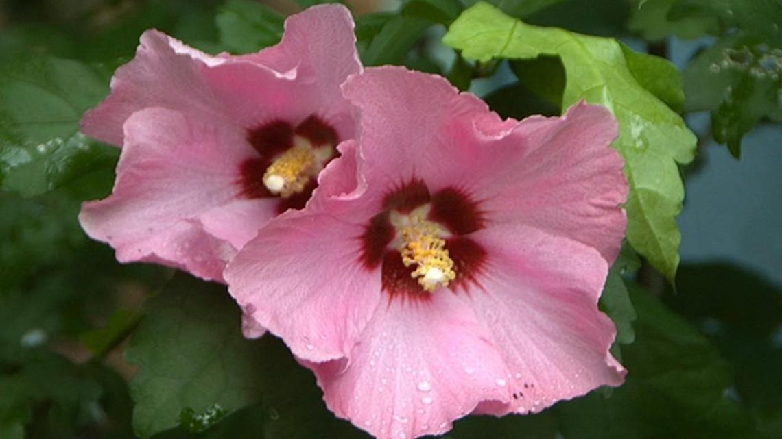 Rose of Sharon, like other summer flowering shrubs, should be pruned from mid-March to mid-April. Pruning stimulates new growth that produces summer flowers.