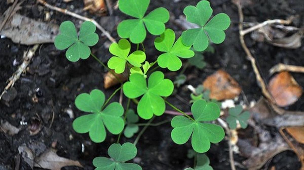 
Yellow woodsorrel
