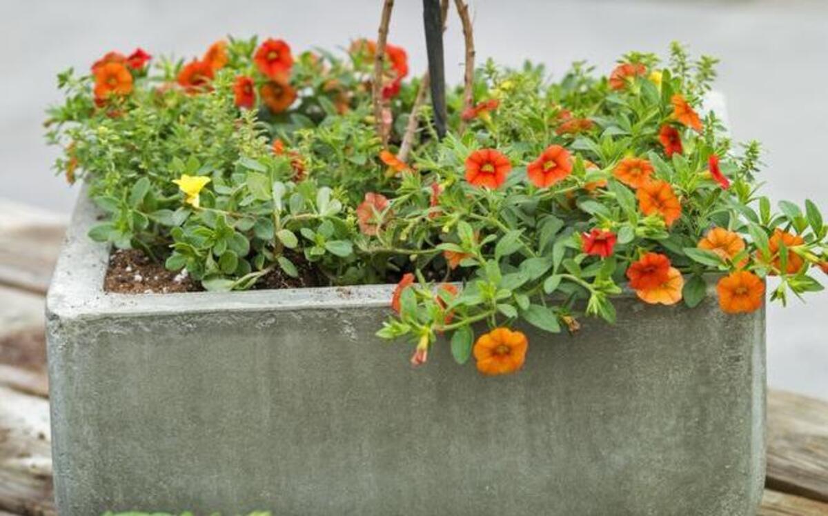 A constant supply of water and regular fertilizer are musts for container gardens.