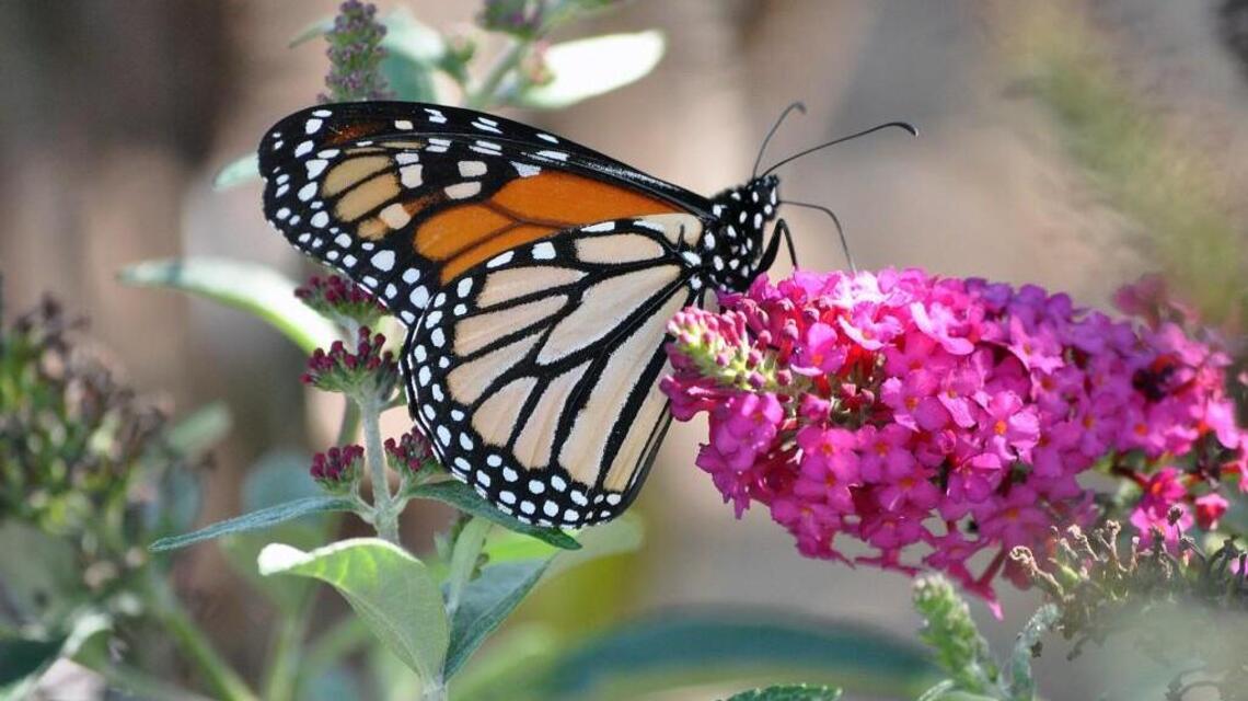 Think twice before you reach for the pesticides