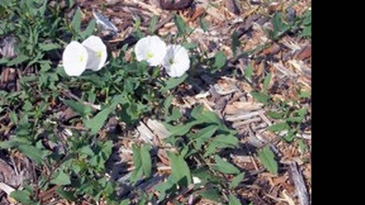 
Bindweed
