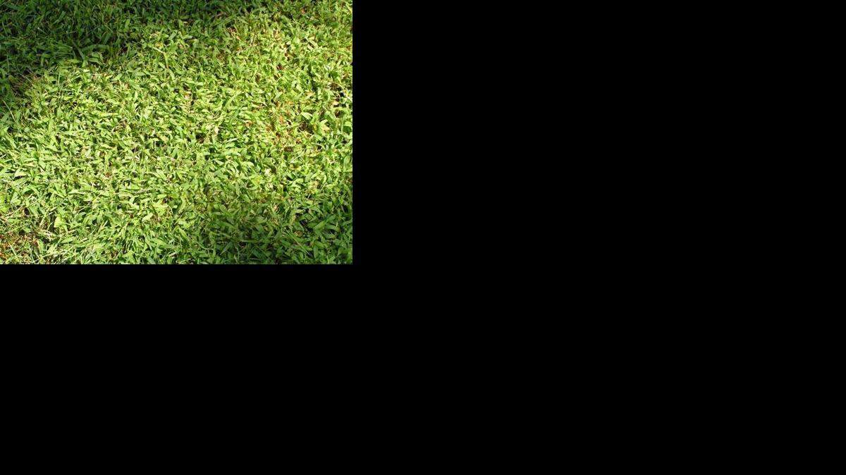 
Yep, that’s crabgrass.

