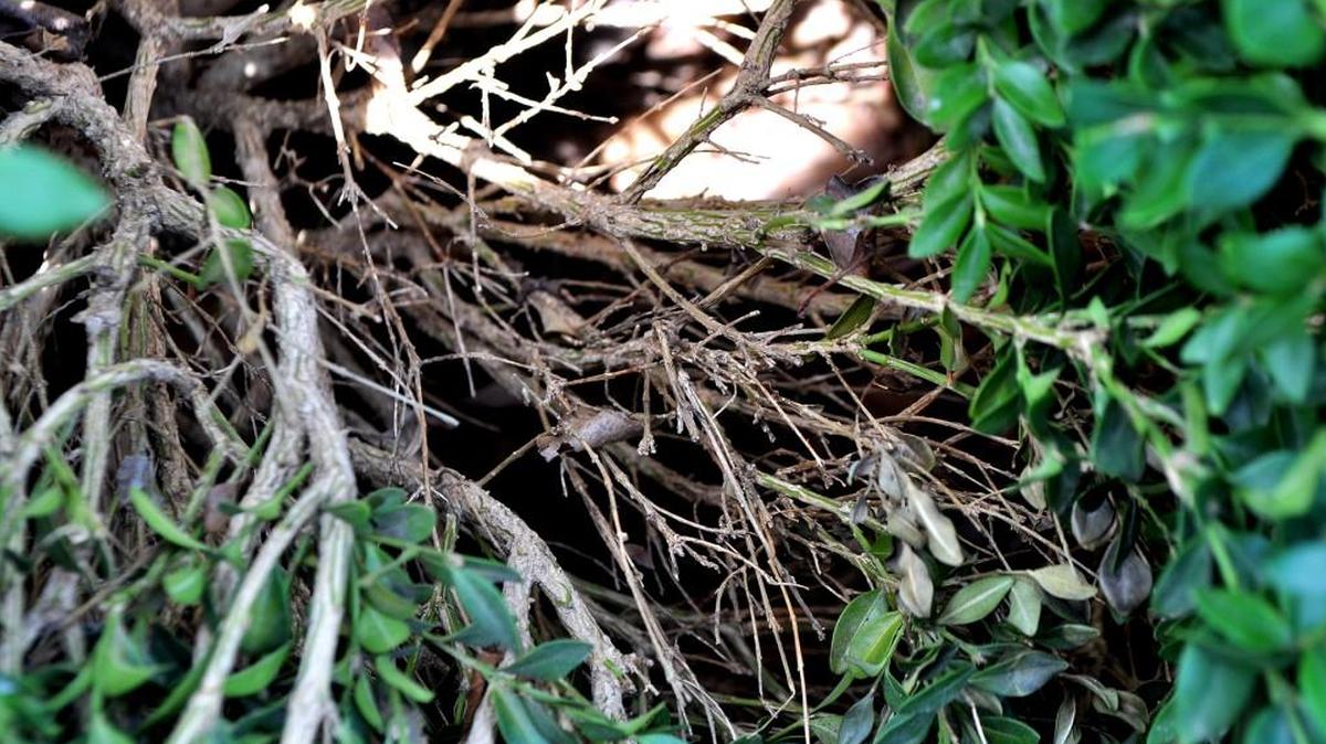 The dead zone — areas without needles or leaves — is off-limits when pruning evergreens.