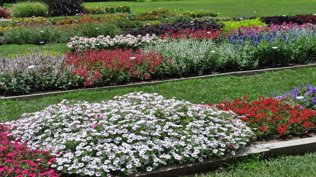 The research center is testing more than 500 species and varieties of annual flowers.