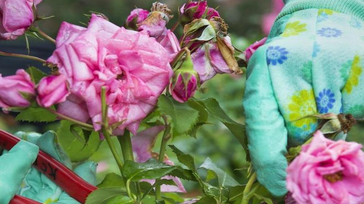 Pruning will help improve the appearance and blooms of just about any roses. Members of the Kansas City Rose Society used sharp clippers to trim spent roses from the bushes in the summer of 2015 in the Laura Conyers Smith Municipal Rose Garden in Loose Park.
