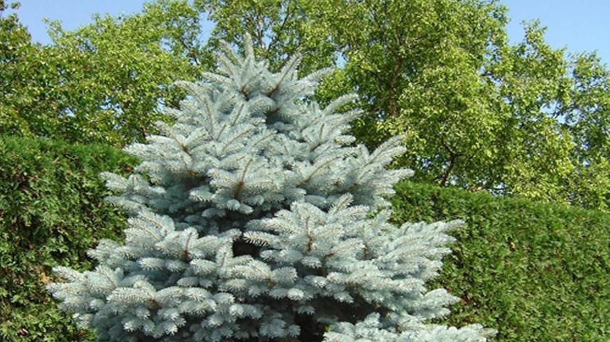 Blue Spruce
