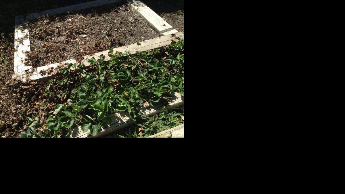 
Dying strawberries
