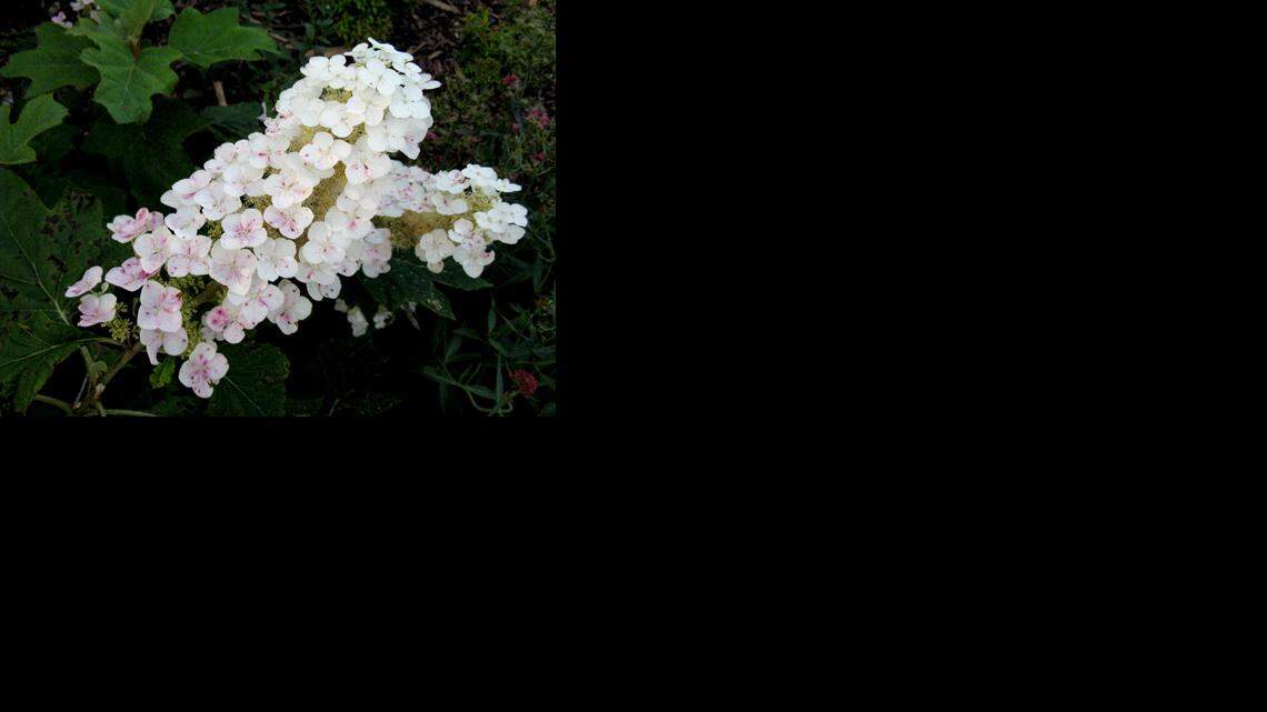 
Oak leaf hydrangea
