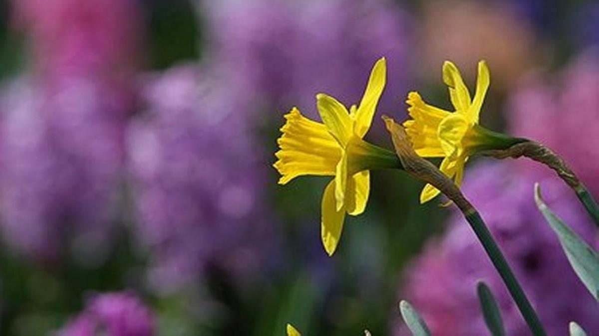 Jonquils. This photo was sent in by a reader last year.
