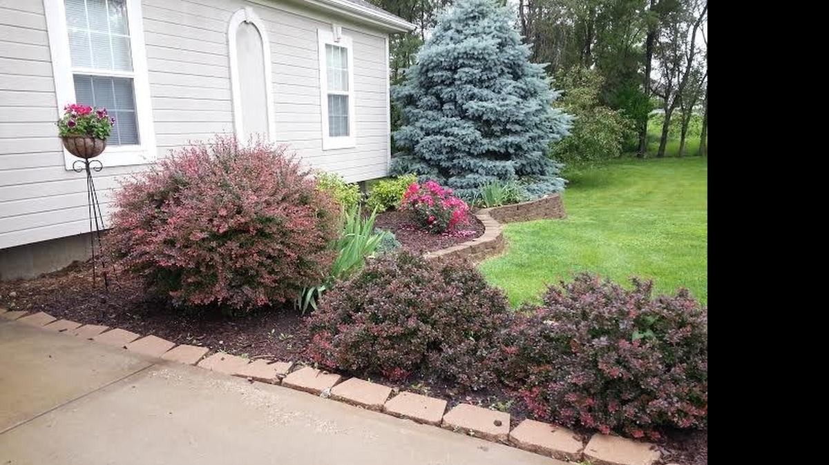 
One barberry is much bigger than the other two.
