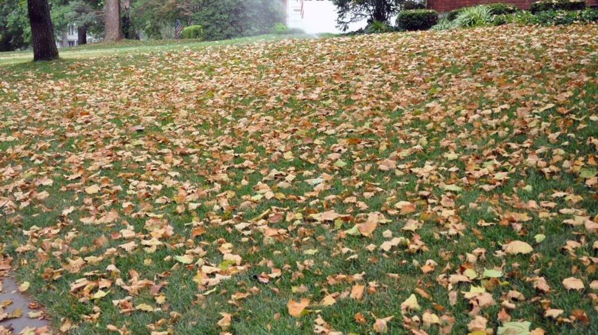 Many species of trees have dropped their leaves as a natural defense mechanism to preserve moisture.