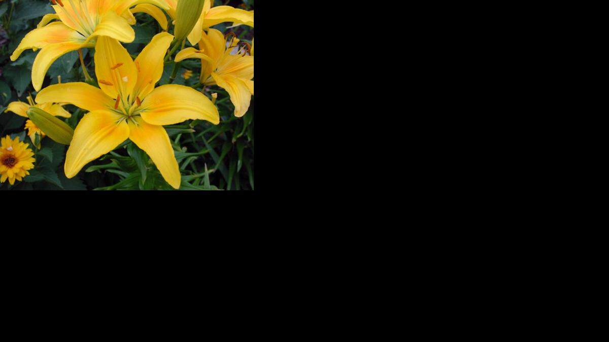 
Day lily
