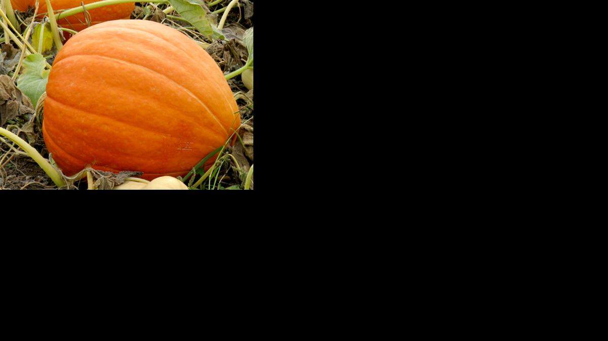 
Finding the best pumpkin
