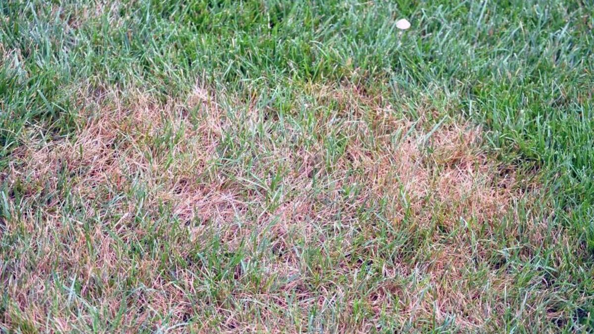 Bluegrass and fescue, the varieties common in Kansas City lawns, struggle in hot, dry conditions.