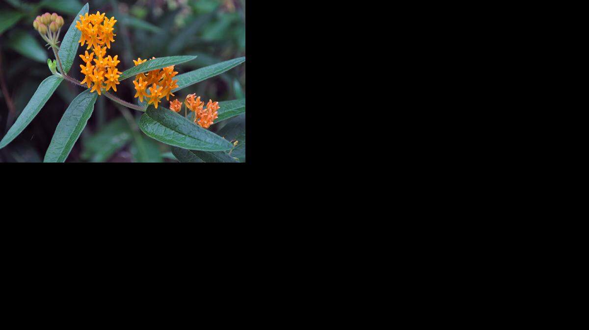 
Butterfly milkweed
