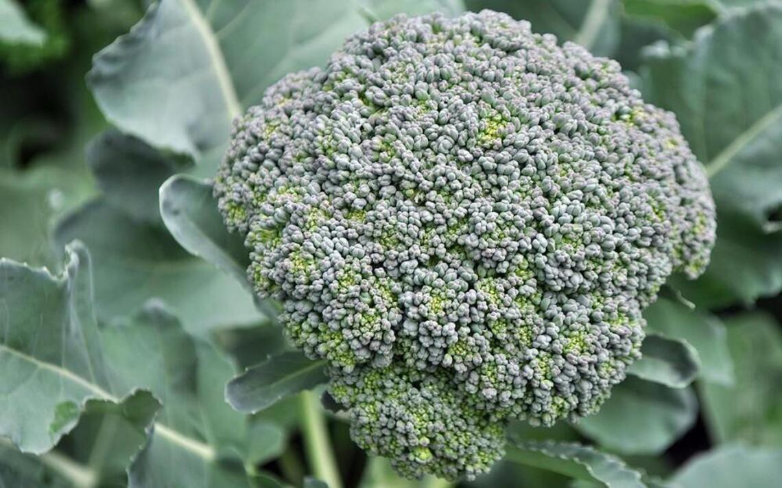 Prepare now for fall vegetable garden