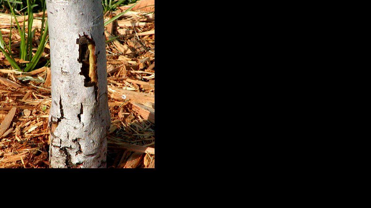
Damage to a red maple
