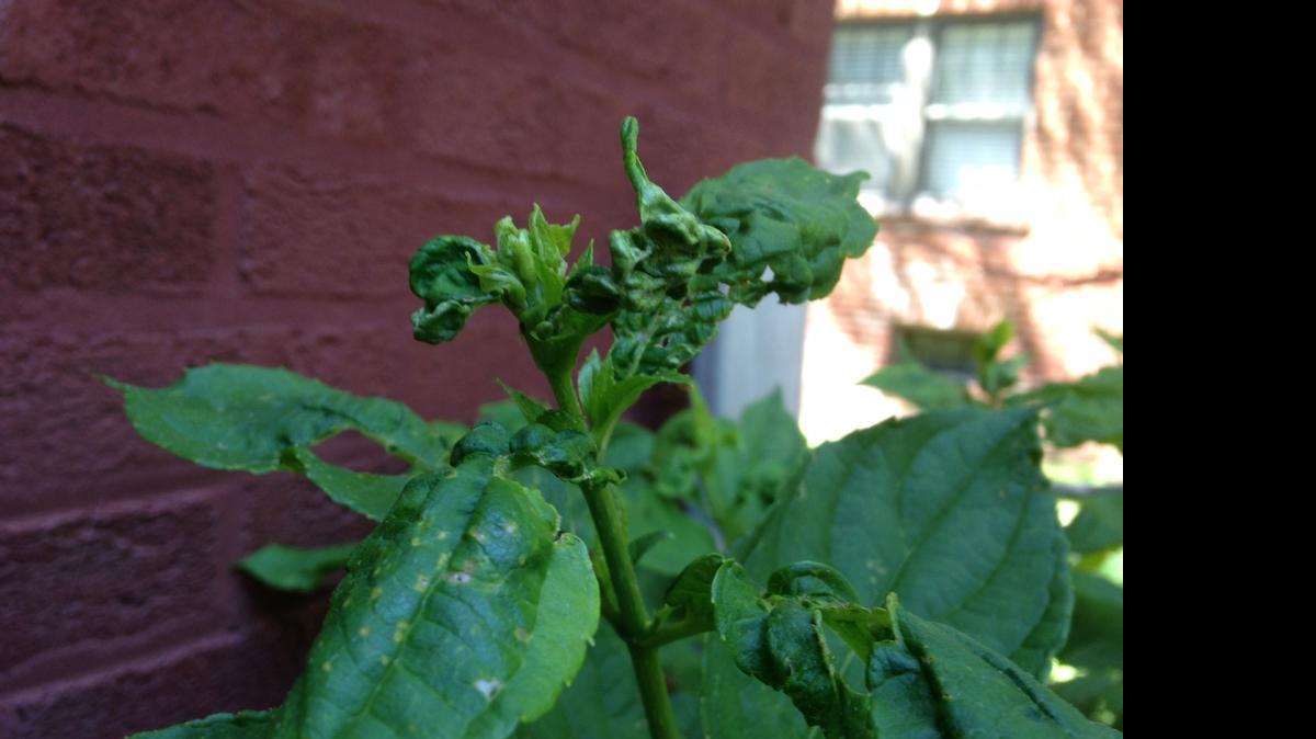 
Little Lime hydrangea
