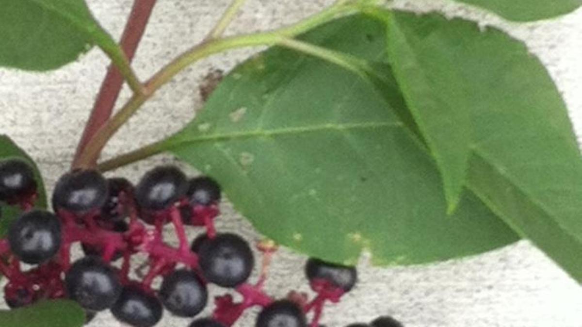 
What is this weed?
