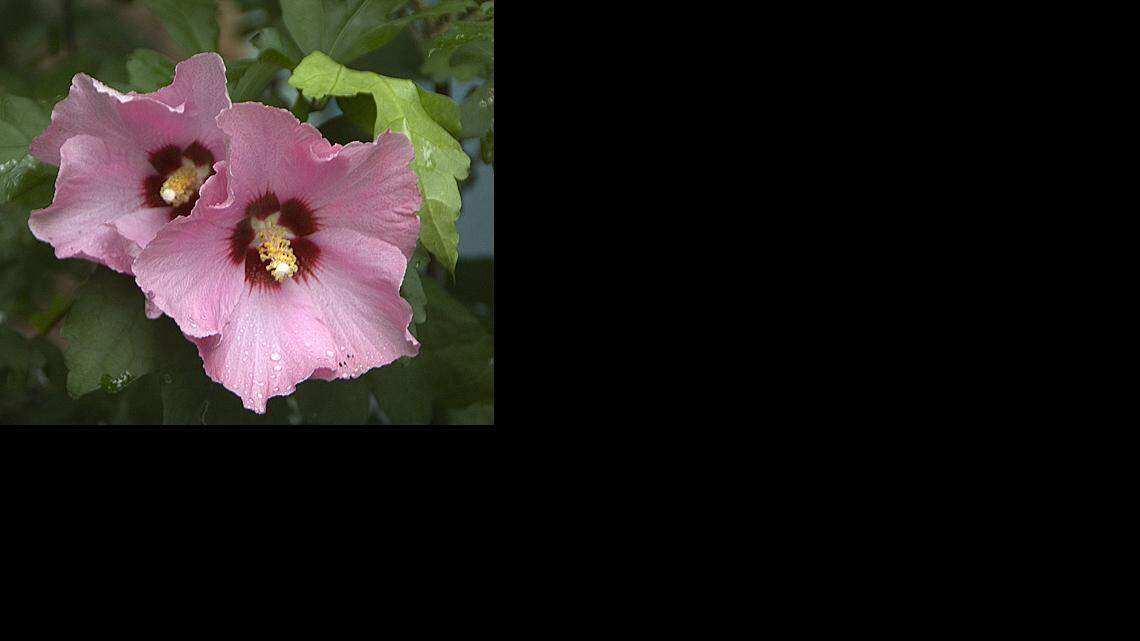 
Rose of Sharon
