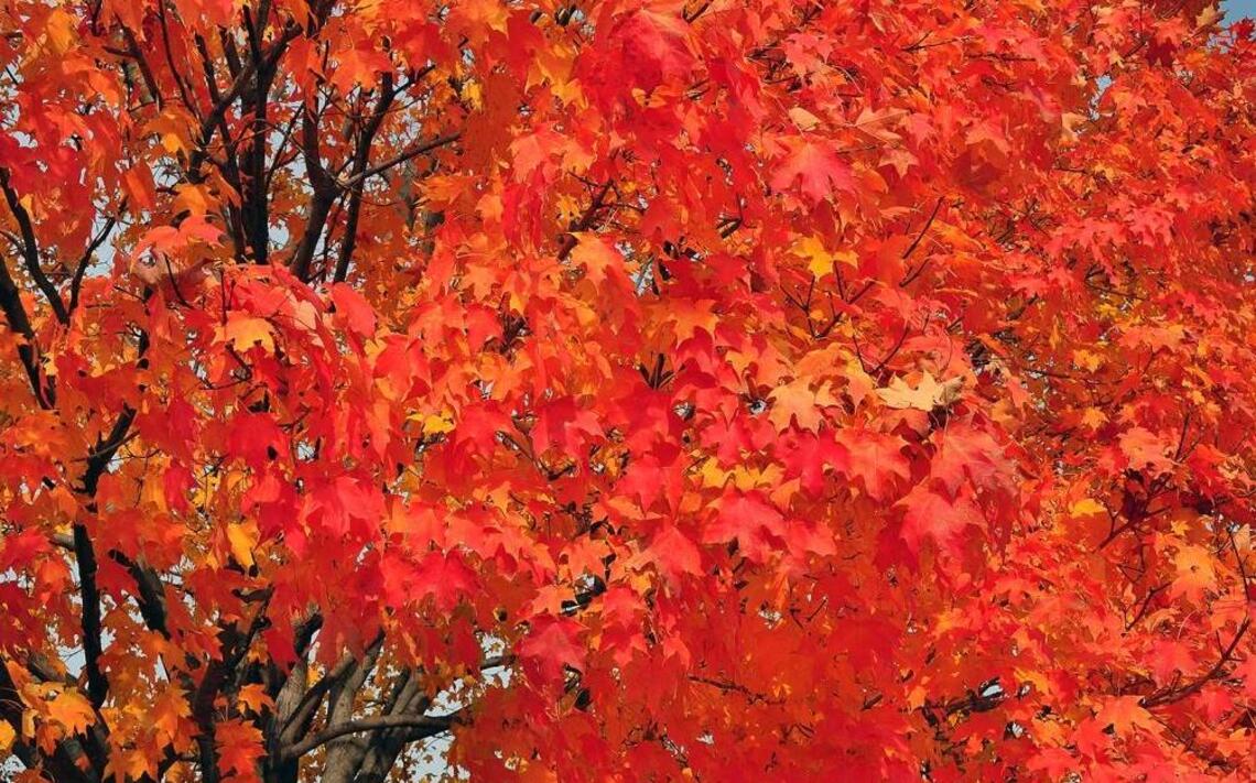 Vibrant fall foliage coming to Missouri, 2024 forecast says. Here’s the best time to see