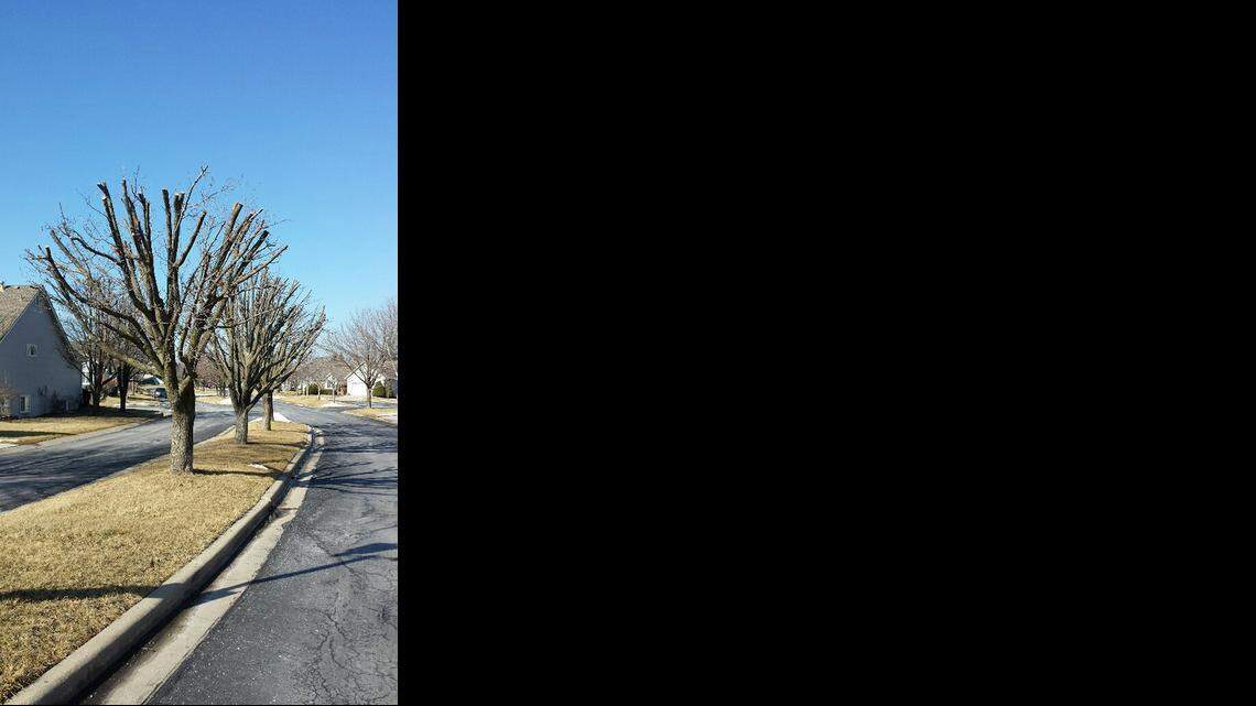 
Topped Bradford pear trees
