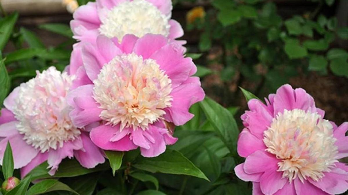 Peonies are popular in area gardens as our climate is perfect for them.