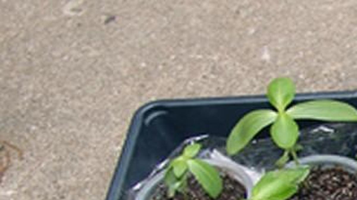 Plant seedlings