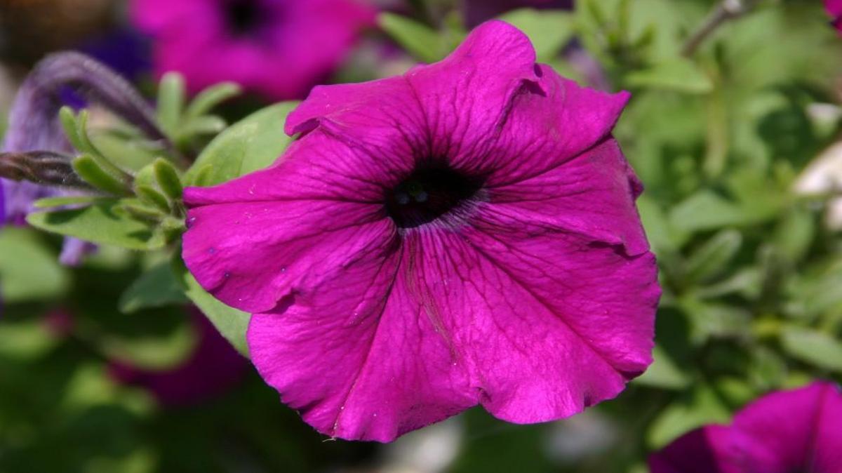 Petunia.