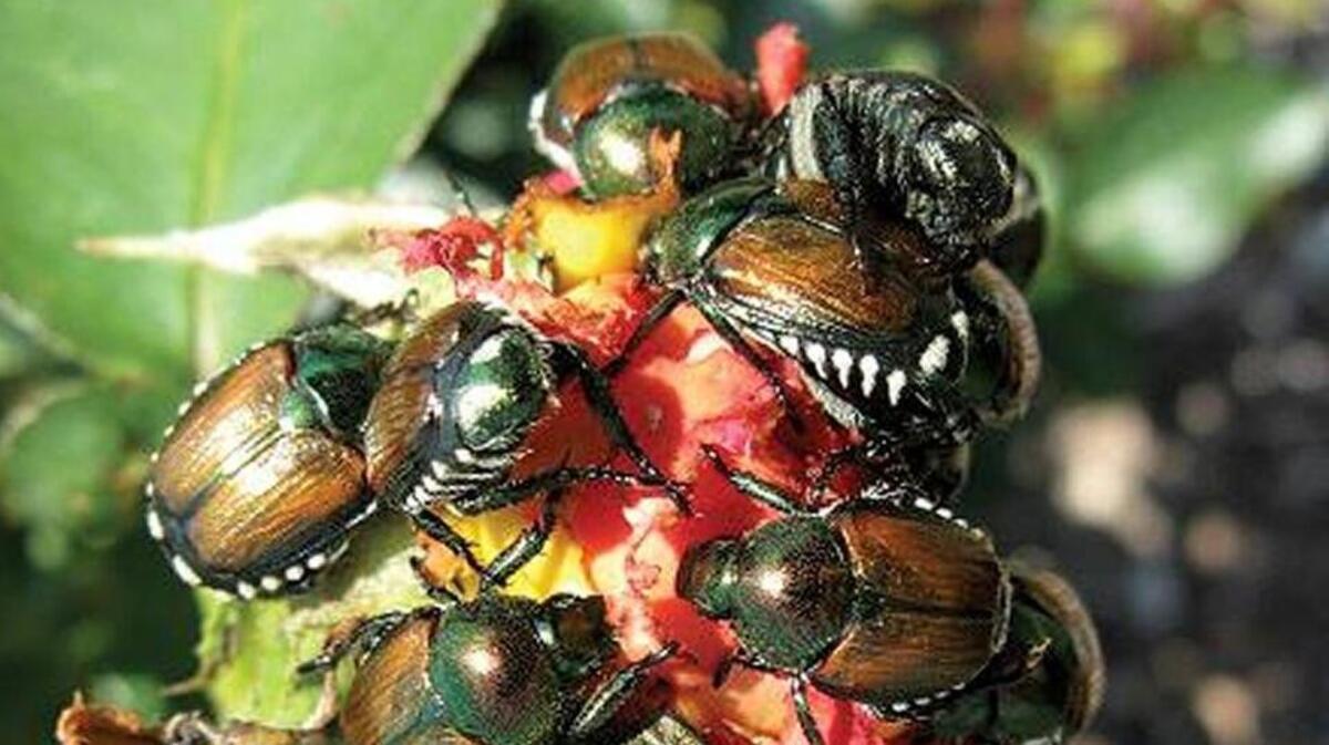 Japanese beetles are particularly fond of rose petals, though they will eat over 300 speciess of plants.