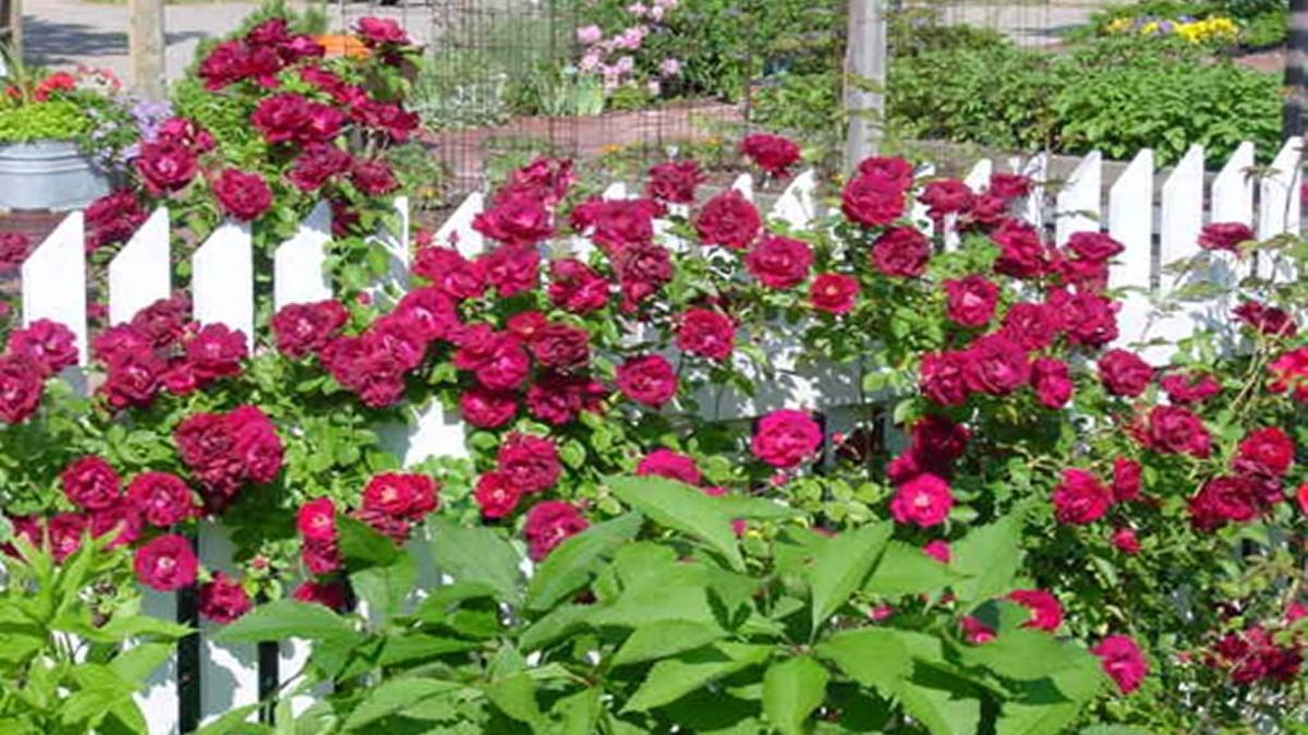 Healthy Yards Expo