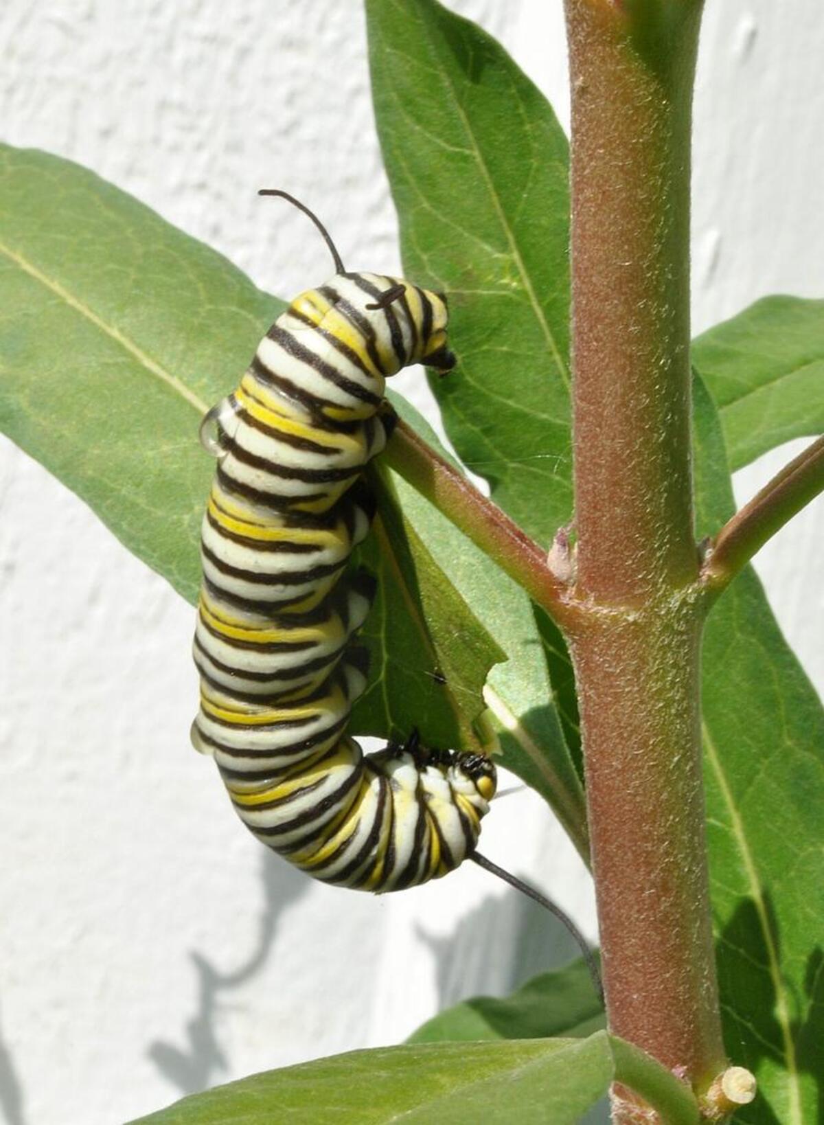 To protect caterpillars and other beneficial or harmless bugs, think before you spray.