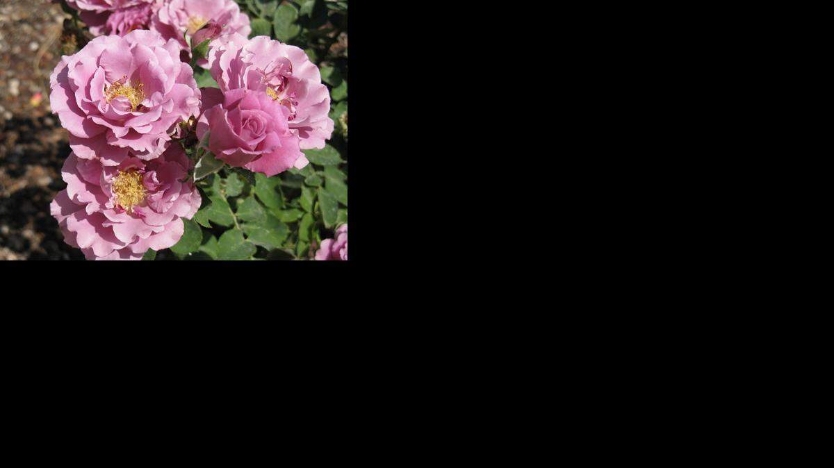 
Angel Face rose
