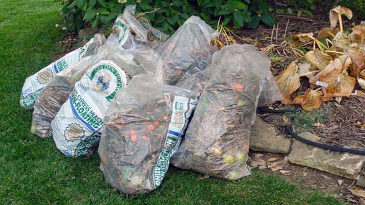Gathering debris from the garden.