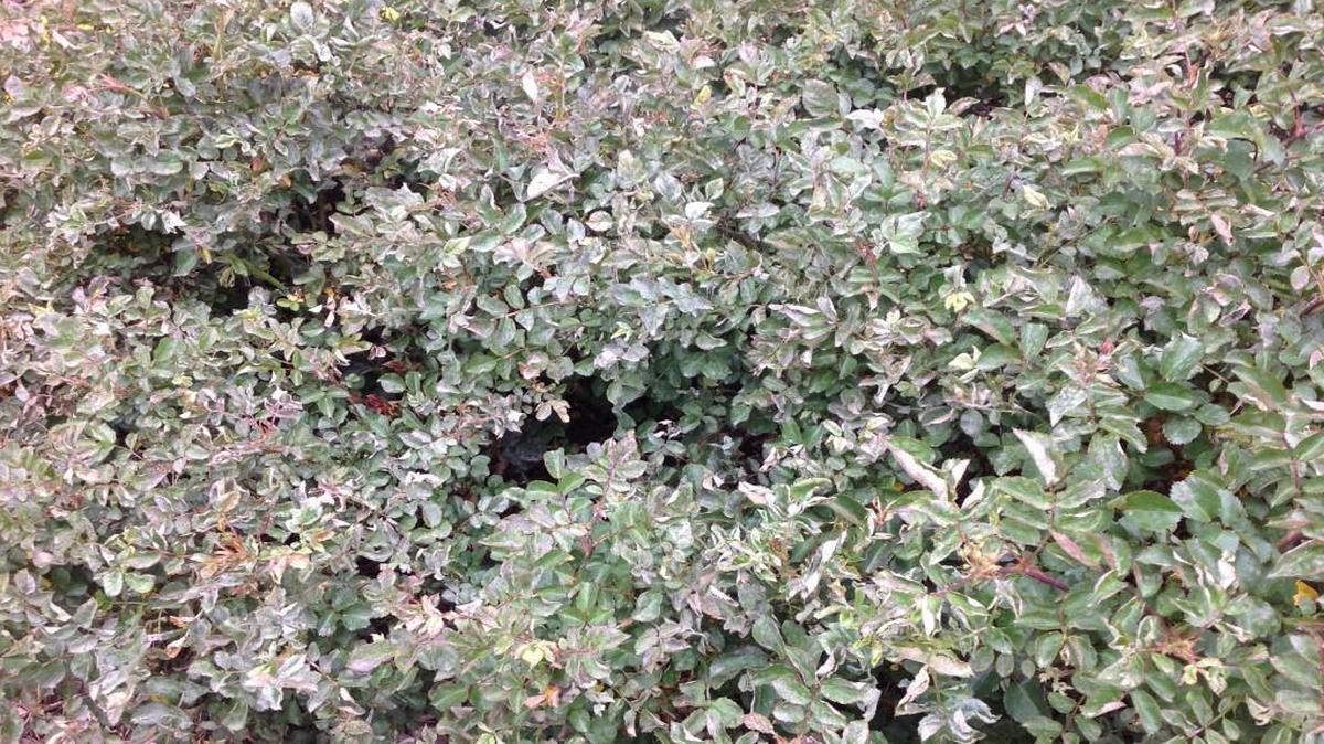 Drift roses, covered with mildew?