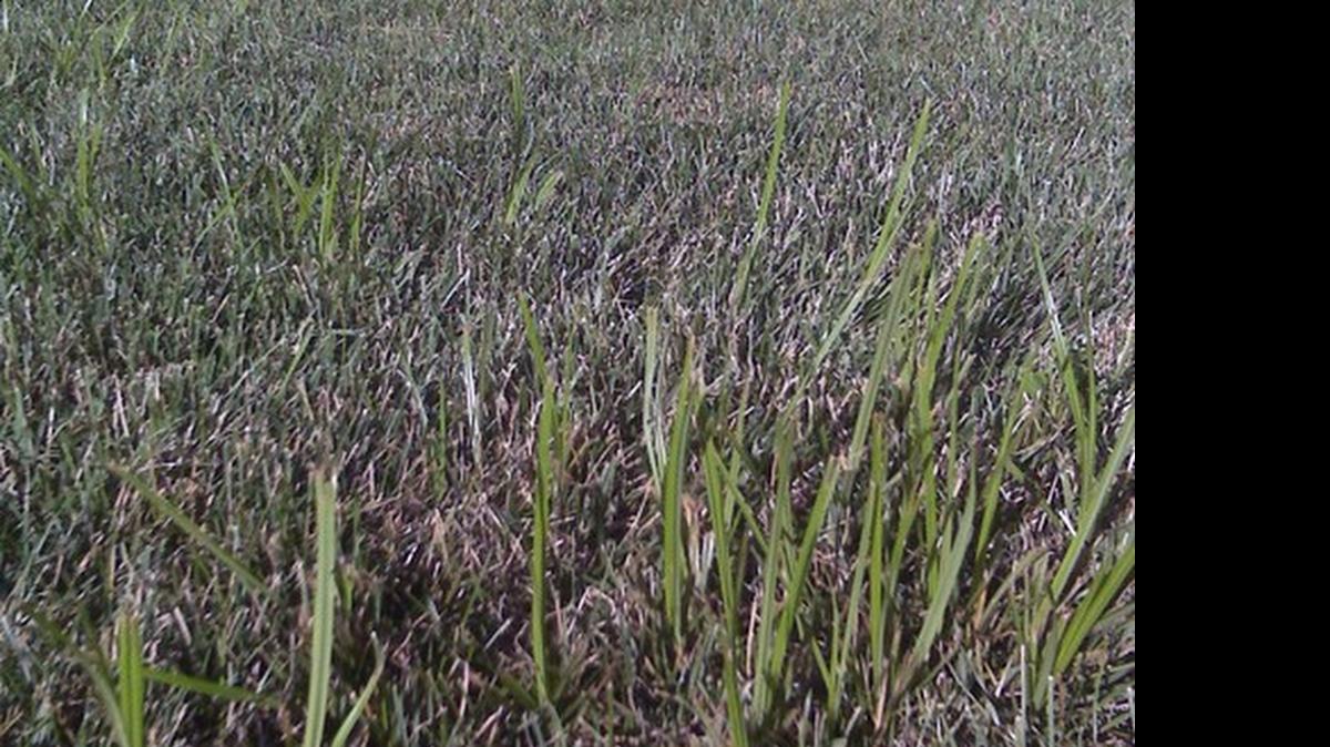 
Nutsedge
