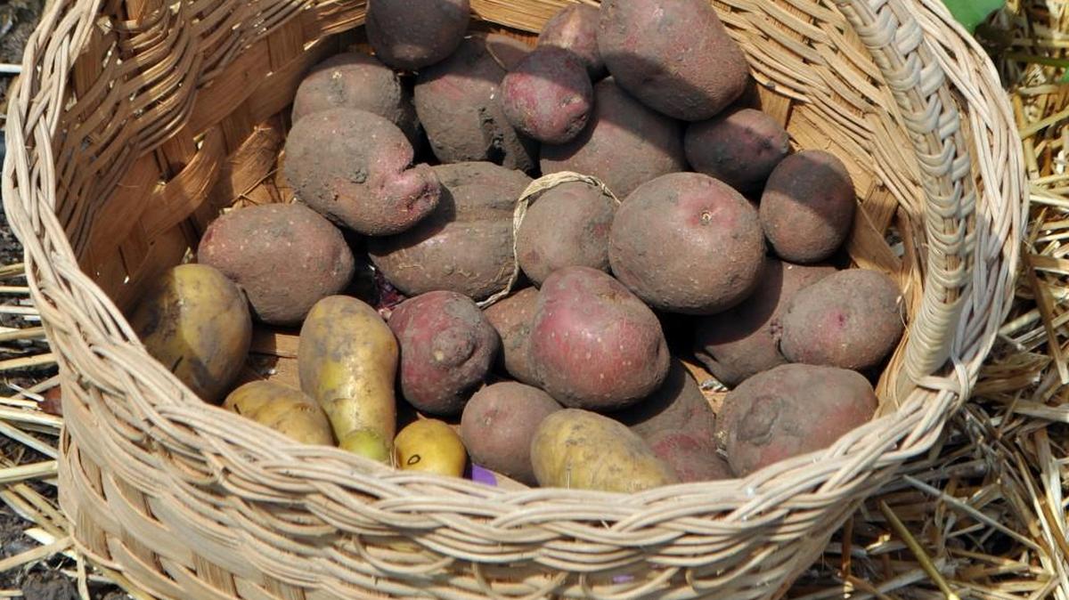 Plant potatoes now for the best yields.