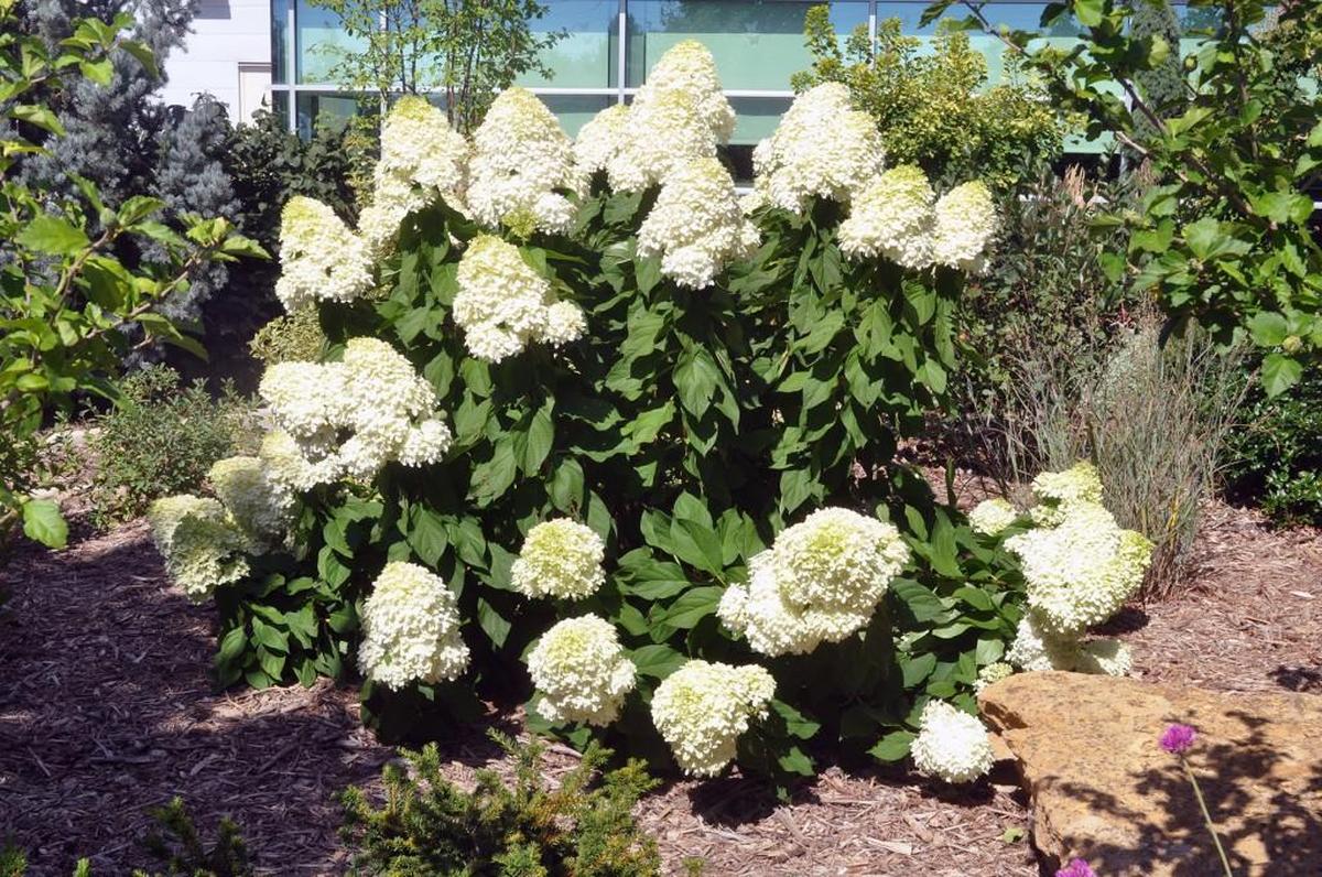 Panicle hydrangeas are not as fussy as the big leaf types with the pink and blue blooms.